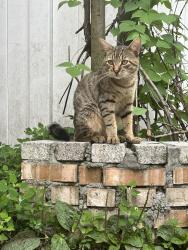 Lost Male Cat last seen 199st Hollis, Queens, NY, Queens, NY 11423