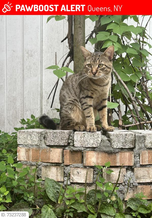 Lost Male Cat last seen 199st Hollis, Queens, NY, Queens, NY 11423