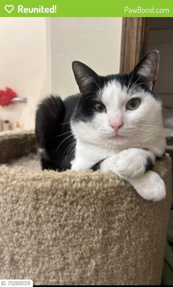 Reunited Male Cat last seen Near Rocky Rd, Rogers, AR 72756, USA, Rogers, AR 72756