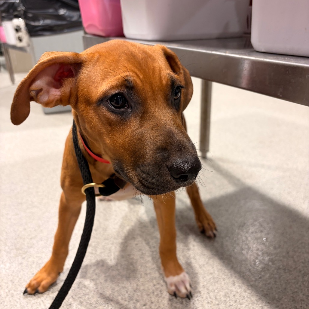 Shelter Stray Male Dog last seen , 3607 N Armenia Ave, Tampa, FL 33607, USA