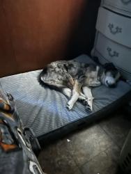 Lost Female Dog last seen Near Kansas st, Norman, OK 73069