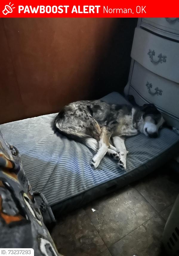Lost Female Dog last seen Near Kansas st, Norman, OK 73069