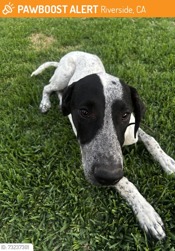 Found/Stray Male Dog last seen Limonite & Baker St, Riverside, CA 92509