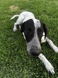 Found/Stray Male Dog last seen Limonite & Baker St, Riverside, CA 92509