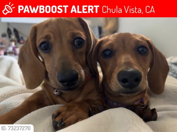 Lost Female Dog last seen The Original Paw Pleasers, Chula Vista, CA 91910