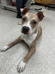 Found/Stray Female Dog last seen Near S Mcclelland St. Salt Lake City, Salt Lake City, UT 84106