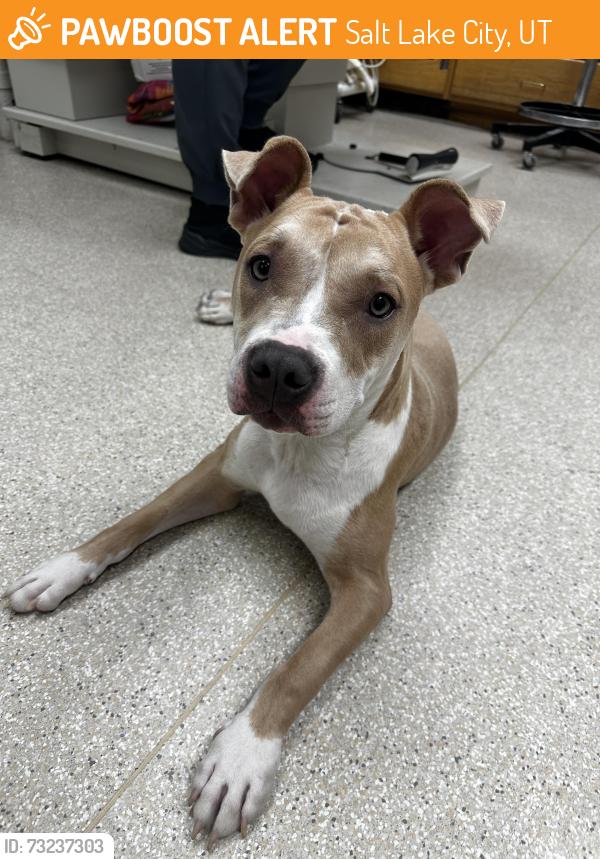Found/Stray Female Dog last seen Near S Mcclelland St. Salt Lake City, Salt Lake City, UT 84106