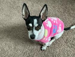 Lost Female Dog last seen Whitney ranch @ Patrick Lane, Henderson, NV 89014