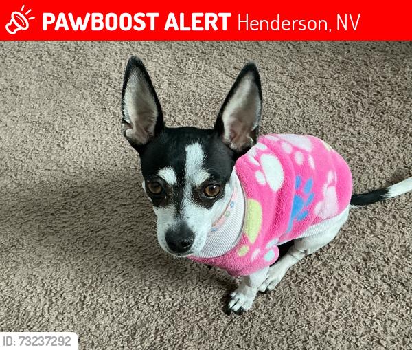 Lost Female Dog last seen Whitney ranch @ Patrick Lane, Henderson, NV 89014