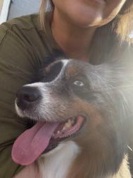 Reunited Male Dog last seen Colorado st and ximeno, Long Beach, CA 90814
