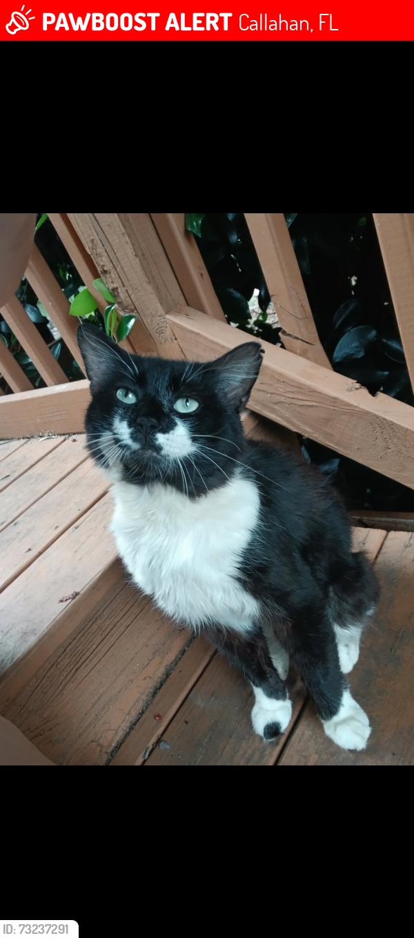 Lost Male Cat last seen Keith rd, Callahan, FL 32011