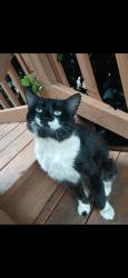 Lost Male Cat last seen Keith rd, Callahan, FL 32011
