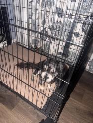 Found/Stray Female Dog last seen Westmont park, Pomona, CA 91799