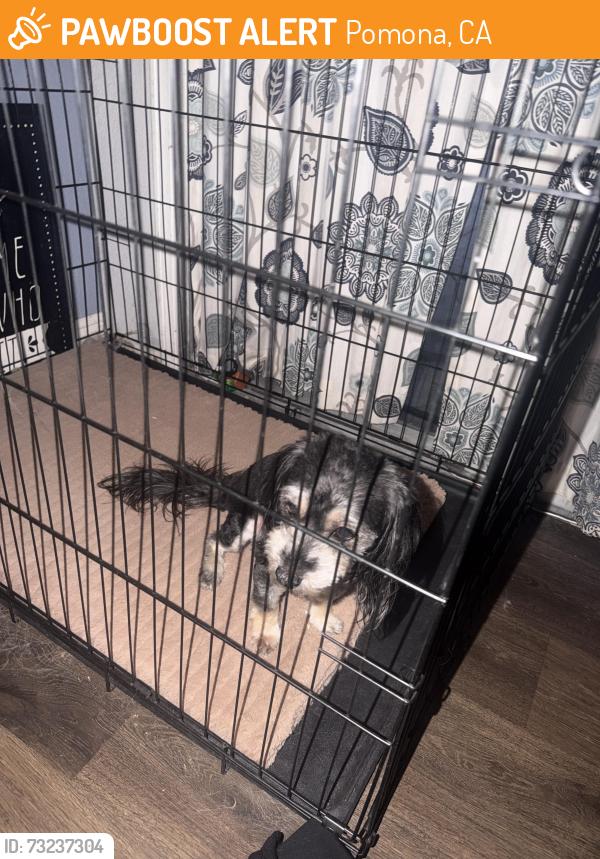 Found/Stray Female Dog last seen Westmont park, Pomona, CA 91799