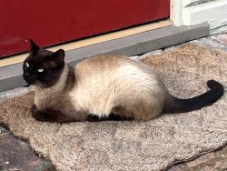 Found/Stray Male Cat last seen Keith Ave, between Euclid and Shasta, Berkeley, CA 94704