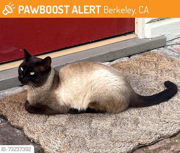 Found/Stray Male Cat last seen Keith Ave, between Euclid and Shasta, Berkeley, CA 94704