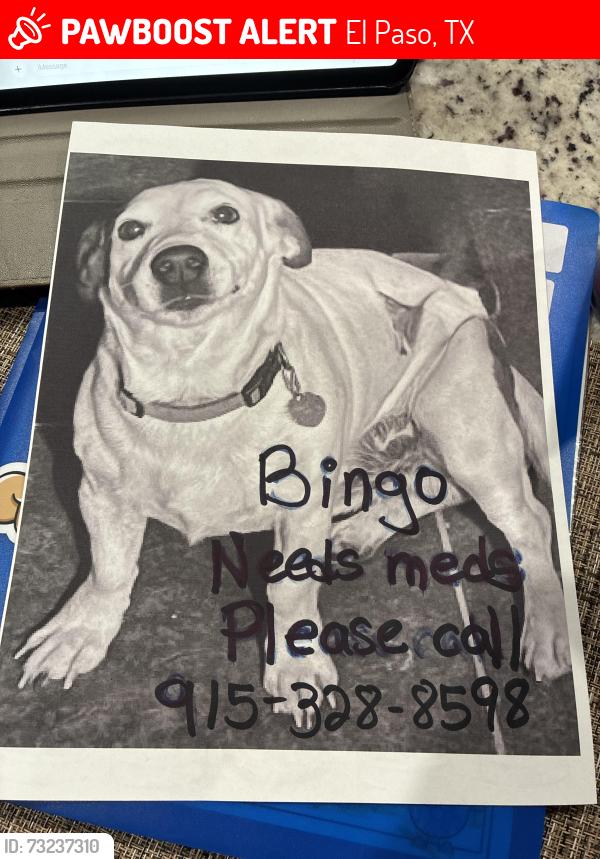 Lost Male Dog last seen Angie Bombach, El Paso, TX 79928