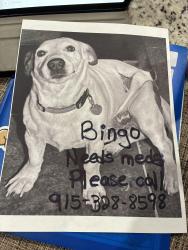 Lost Male Dog last seen Angie Bombach, El Paso, TX 79928