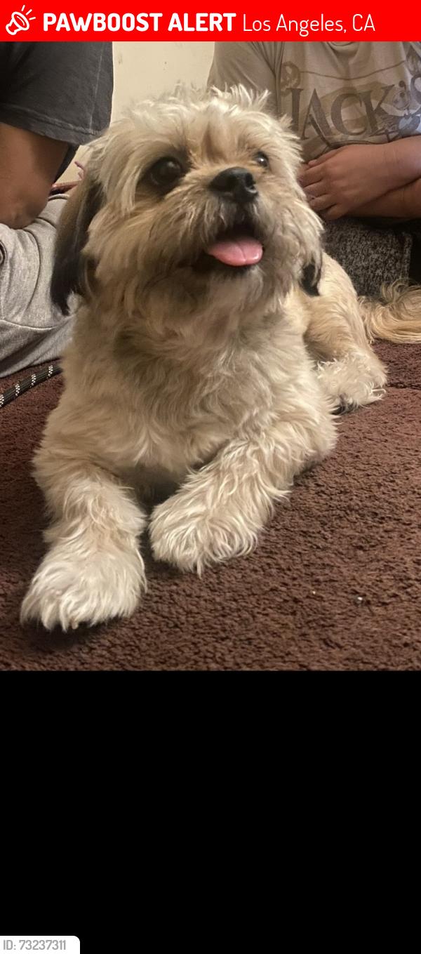 Lost Male Dog last seen Lafayette Los Angeles, Los Angeles, CA 90057