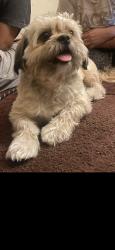 Lost Male Dog last seen Lafayette Los Angeles, Los Angeles, CA 90057