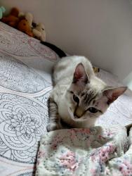 Lost Female Cat last seen Av 6 a, Ciudad Nezahualcóyotl, Méx. 57120