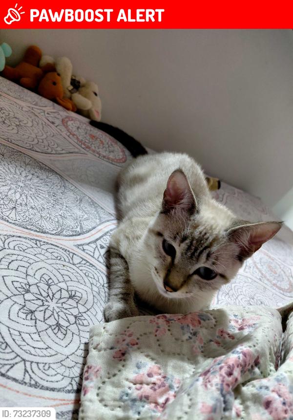 Lost Female Cat last seen Av 6 a, Ciudad Nezahualcóyotl, Méx. 57120