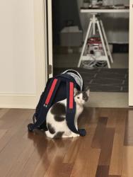Reunited Male Cat last seen Meadow oaks trail, Granger Township, OH 44256