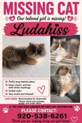 Lost Female Cat last seen Hwy 15, Greenville, WI 54942