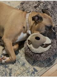 Reunited Female Dog last seen Due West Rd and Antioch Rd, Kennesaw, GA 30152