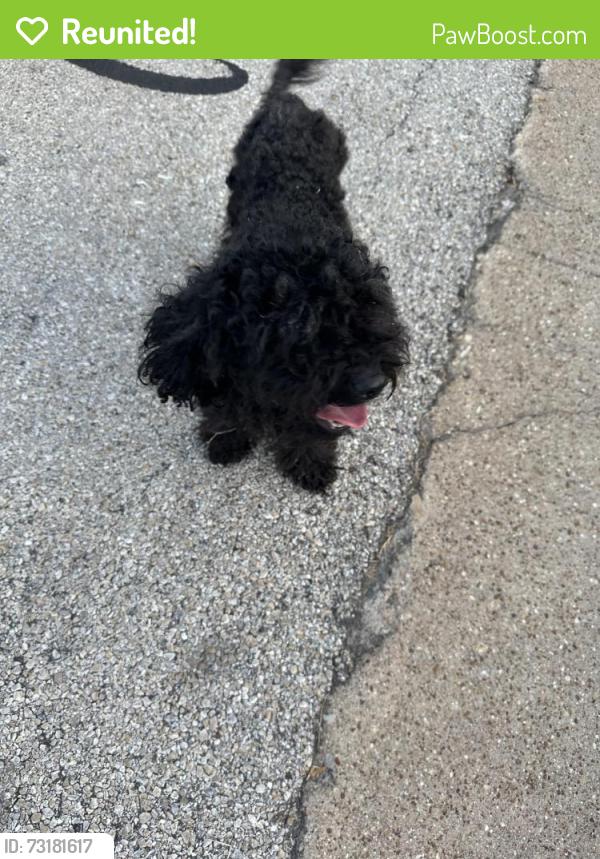 Reunited Male Dog last seen Durango Rd Fort Worth, Fort Worth, TX 76116