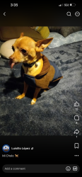 Lost Male Dog last seen Owensmouth & Valerio, Los Angeles, CA 91303