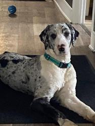 Lost Male Dog last seen fuller station rd as well as 146, Altamont, NY 12009