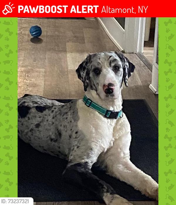 Lost Male Dog last seen fuller station rd as well as 146, Altamont, NY 12009