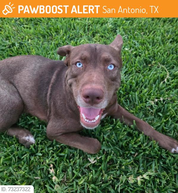 Found/Stray Male Dog last seen Wonder Parkway & Nassau, San Antonio, TX 78213