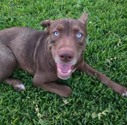 Found/Stray Male Dog last seen Wonder Parkway & Nassau, San Antonio, TX 78213