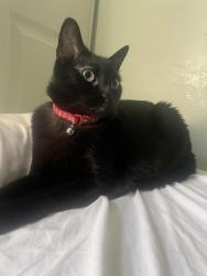 Reunited Female Cat last seen PCH & Atlantic 90813, Long Beach, CA 90806