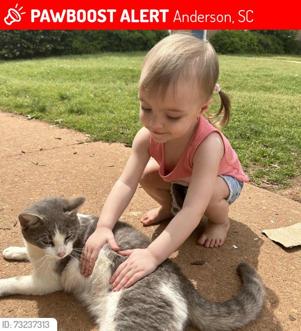 Lost Male Cat last seen Near Watson village also near eddys minute mart, Anderson, SC 29624