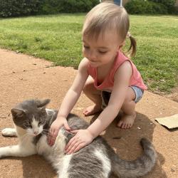 Lost Male Cat last seen Near Watson village also near eddys minute mart, Anderson, SC 29624