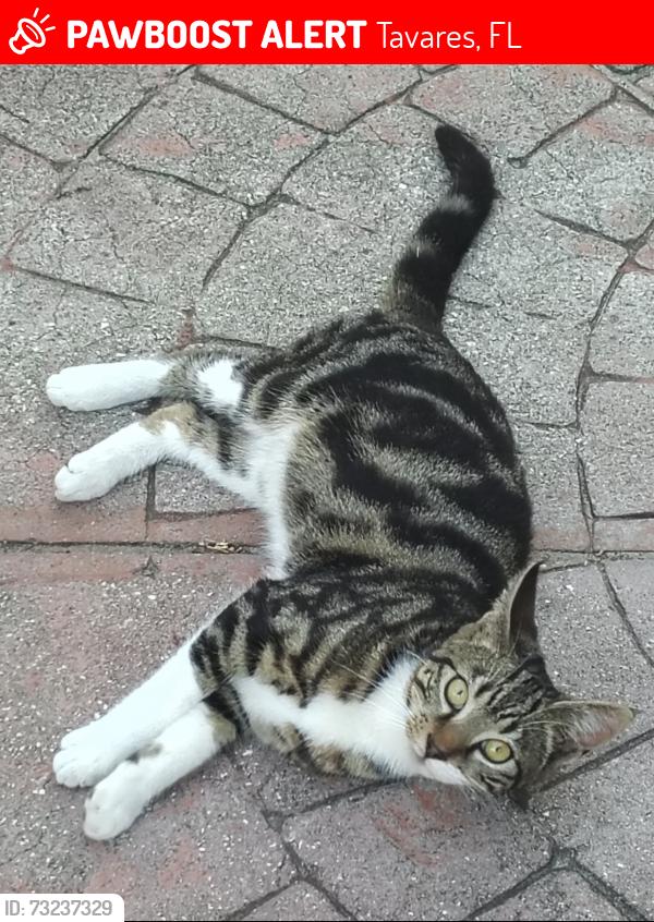 Lost Male Cat last seen State road 19, Tavares, FL 32778