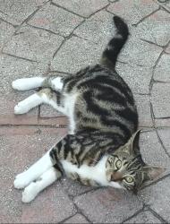 Lost Male Cat last seen State road 19, Tavares, FL 32778