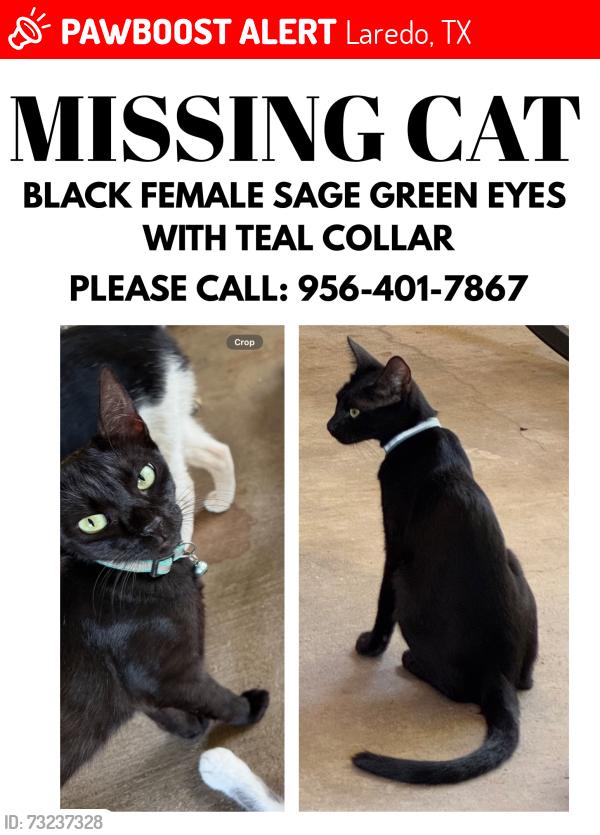 Lost Female Cat last seen Hillside/Calton Road, Laredo, TX 78041