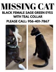 Lost Female Cat last seen Hillside/Calton Road, Laredo, TX 78041