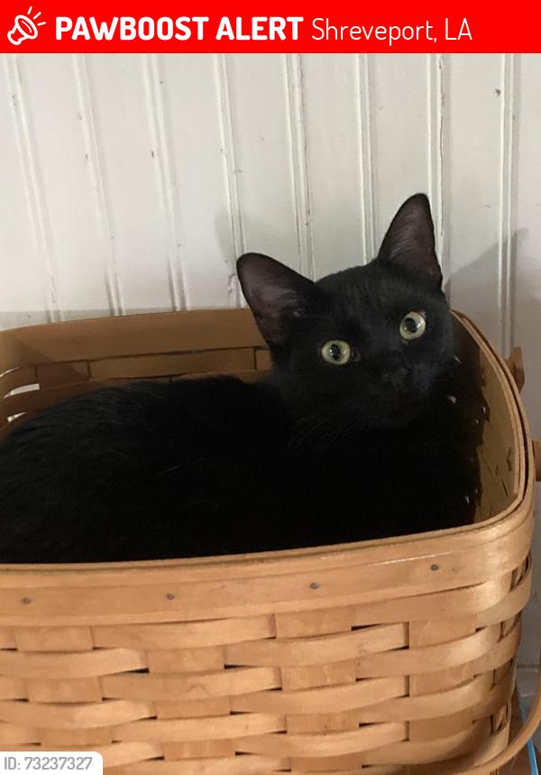 Lost Male Cat last seen Near block of Albert between E Kings and Youree, near AC Steere Elementary, Broadmoor Methodist, Shreveport, LA 71105