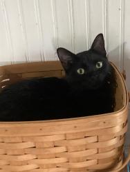Lost Male Cat last seen Near block of Albert between E Kings and Youree, near AC Steere Elementary, Broadmoor Methodist, Shreveport, LA 71105