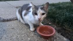 Found/Stray Unknown Cat last seen 82nd and Clearvista, Indianapolis, IN 46256