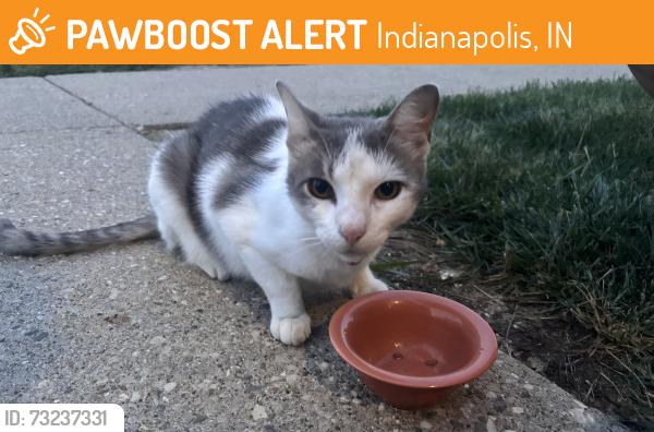 Found/Stray Unknown Cat last seen 82nd and Clearvista, Indianapolis, IN 46256