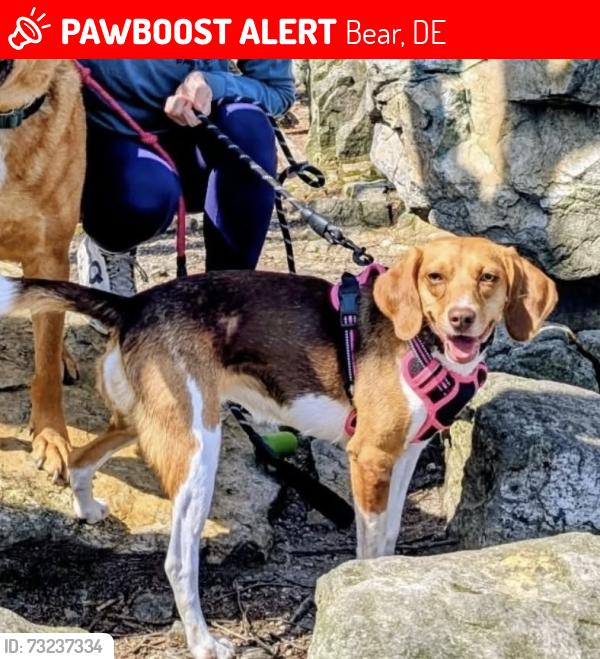 Lost Female Dog last seen Lums Pond, Bear, DE 19701
