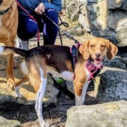 Lost Female Dog last seen Lums Pond, Bear, DE 19701