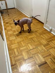 Found/Stray Male Cat last seen Cotes des Neiges, Montréal, QC H3T 1P5
