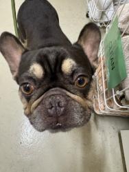 Shelter Stray Male Dog last seen Near BLK OF WOODLAND DR, 1950 Stevenson Blvd, Fremont, CA 94538, USA